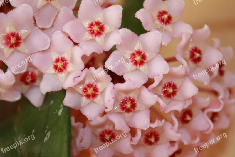 Flower Pink Hoya Wax Plant Creeper