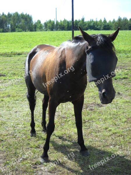 Amerikanravuri Any Warm-blooded Race Horse The Trotter Bay