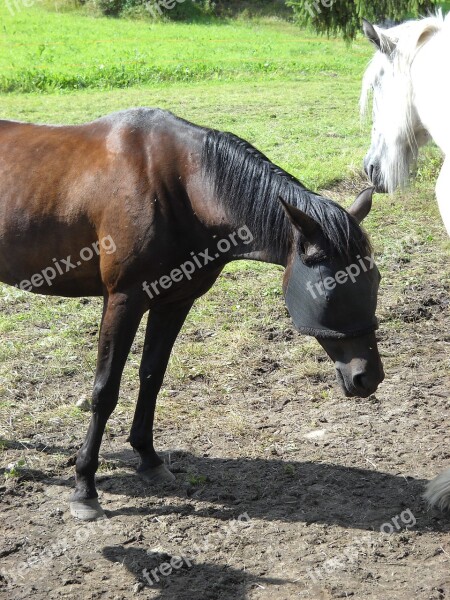 Amerikanravuri Any Warm-blooded Race Horse The Trotter Horse