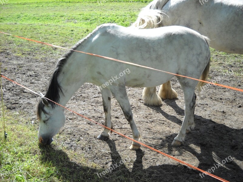 Welshponi Welsh B Walesinponi Section B Horse Pony