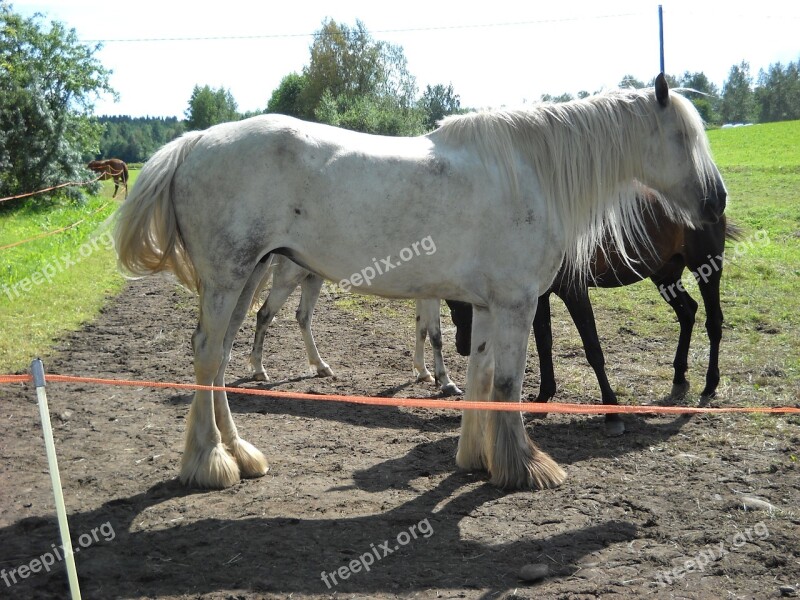 Shire Shirenhevonen Cold Blooded Workhorse Horse