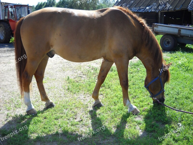 The Finnish Horse Horse Chestnut Gelding Free Photos