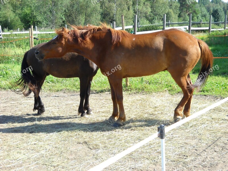 The Finnish Horse Horse Chestnut Gelding Free Photos