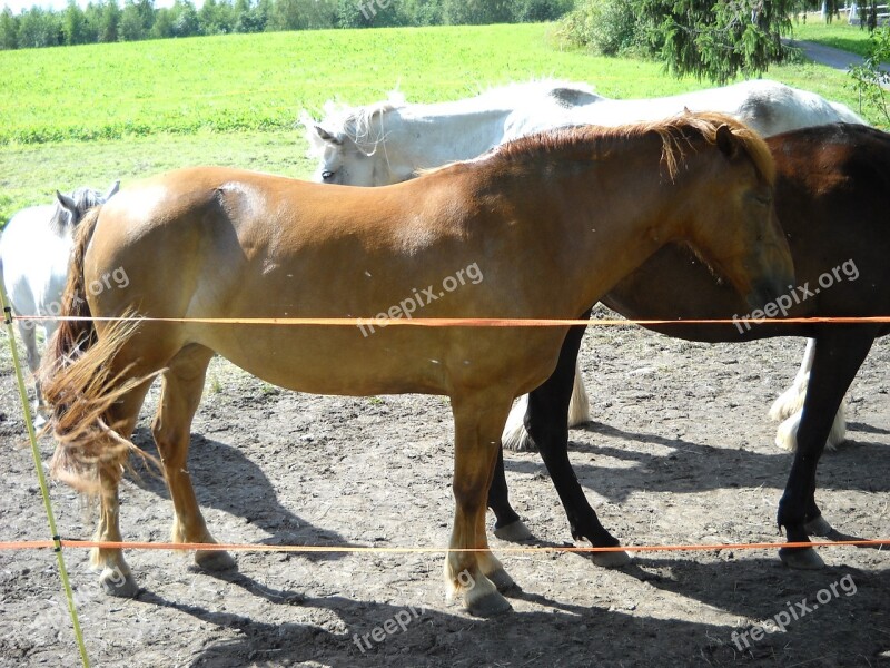 The Finnish Horse Horse Chestnut Mare Free Photos