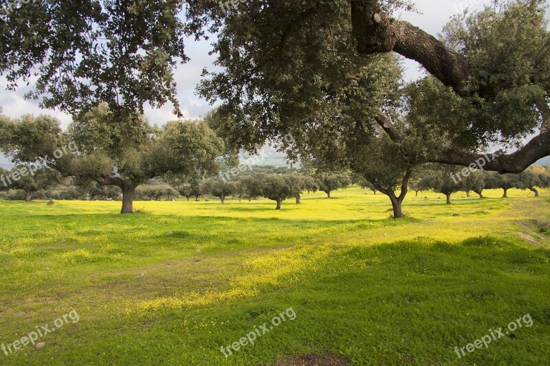 Dehesa Encina Alentejo Free Photos