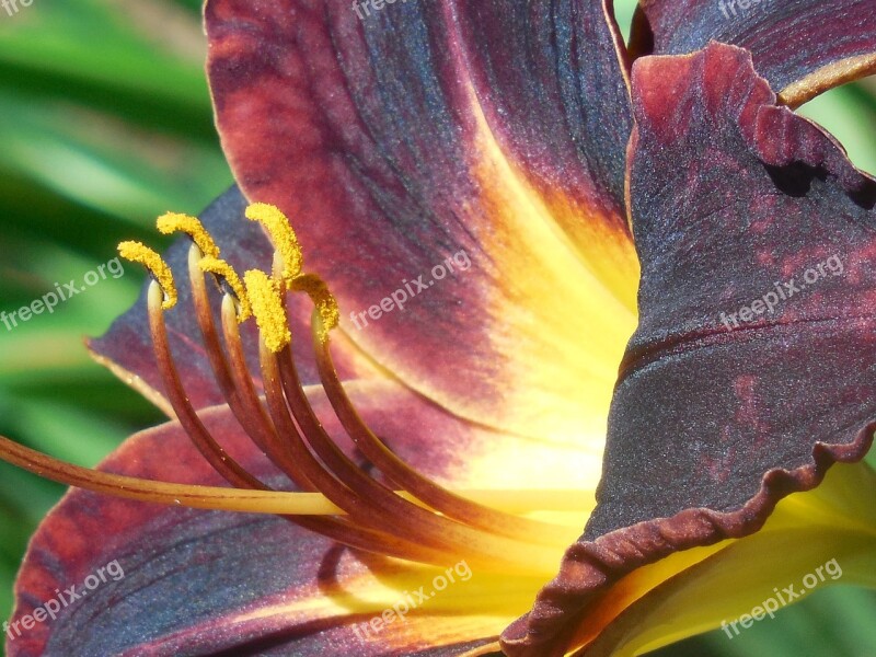 Day Lily Flower Day Lily Spring