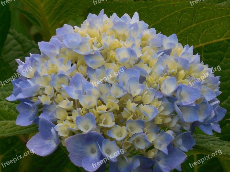 Hydrangea Blue White Flower Summer