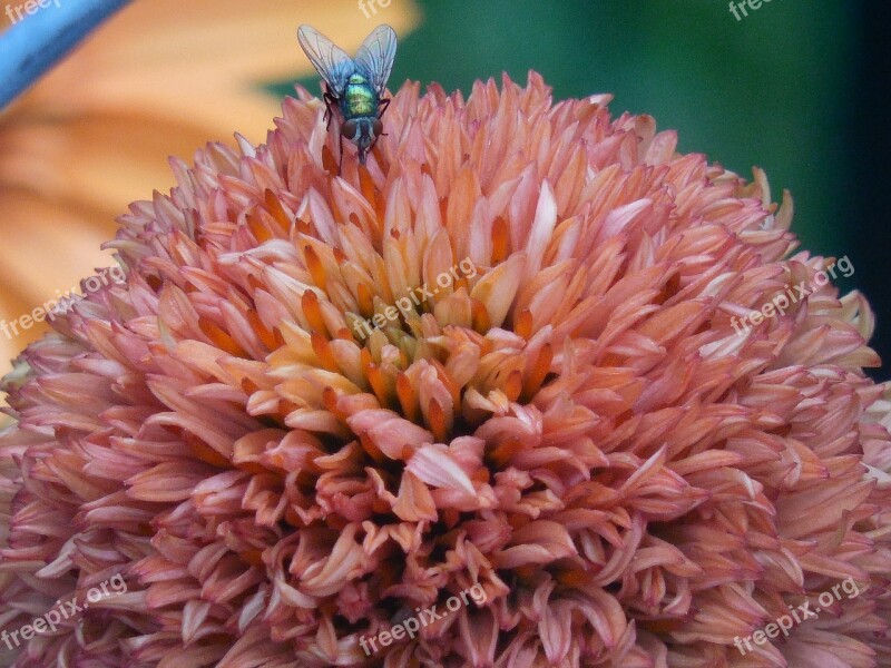 Coneflower Cone Flower Nature Plant