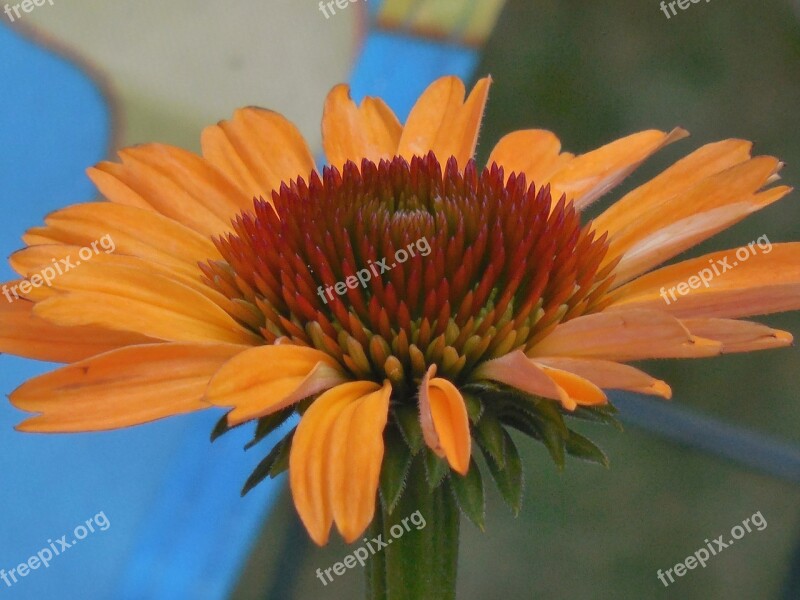 Coneflower Cone Flower Nature Plant