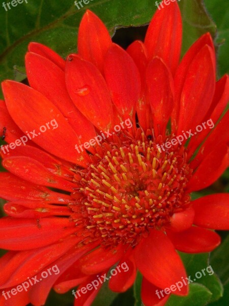 Gerber Daisy Flower Nature Floral