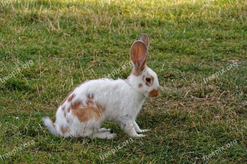 Hare Rush Easter Bunny Animal Free Photos