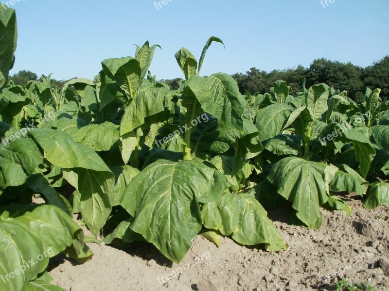 Fields Tobacco Leaf Agriculture Farm