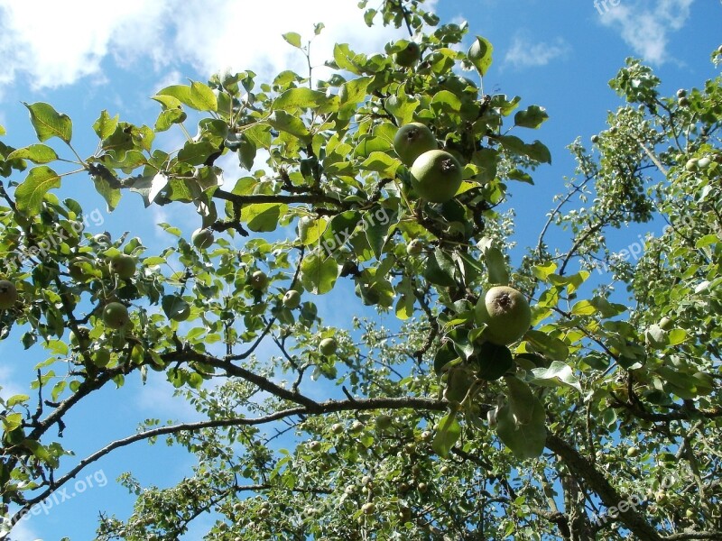 Pear Tree Trees Pyrus Orchards Nature