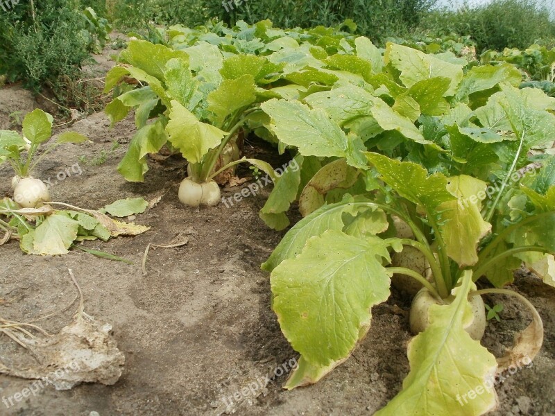 Turnip Fields Green Agriculture Rural