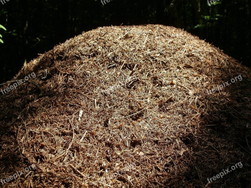 Ant Hill Steinbachtal Germany Ants Animals