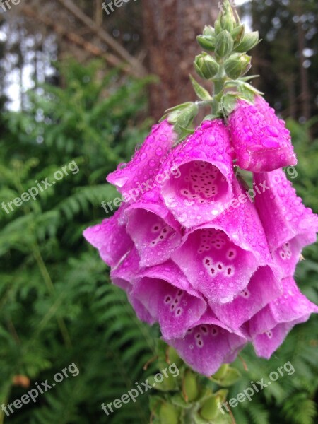 Pink Foxgloves Dew Water Plant