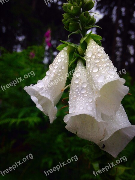 Foxgloves Dew Water Morning While