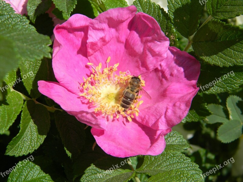 Rose Hip Bee Flower Pollen Garden