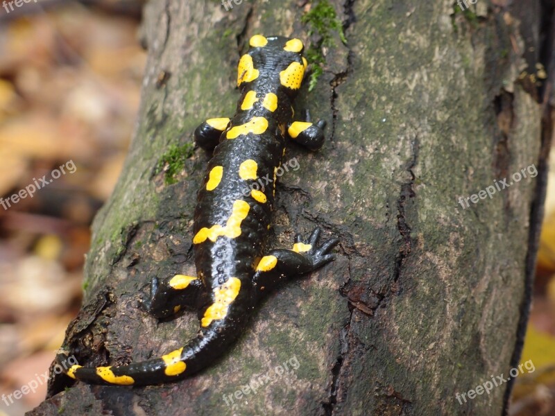 The Salamander Salamander Salamandra Salamandra Free Photos