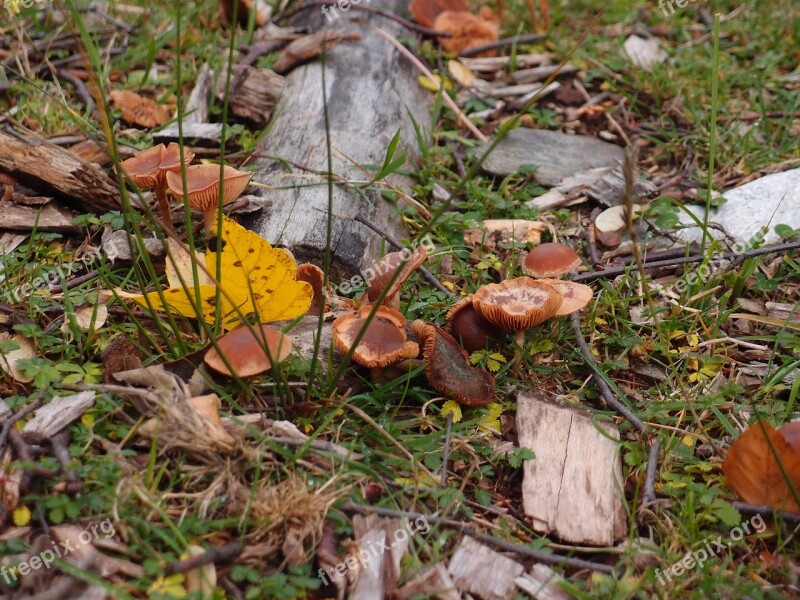 Mushrooms Autumn Fungus Boletus Free Photos