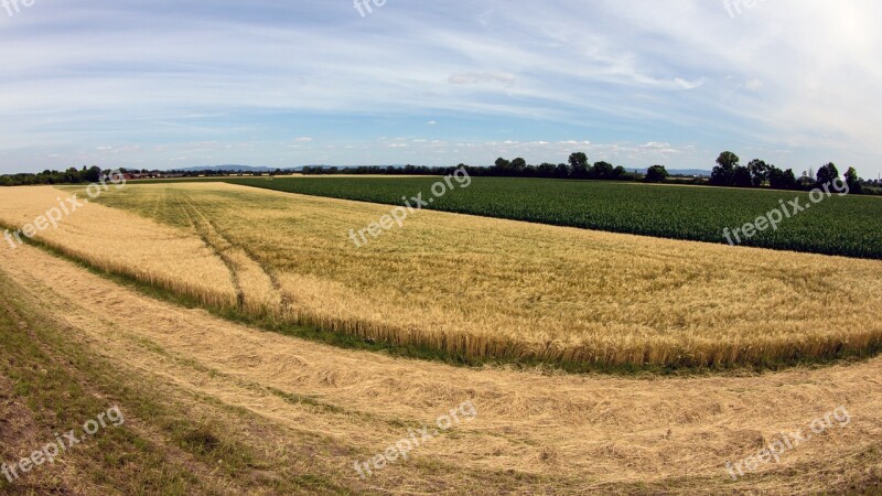 Landscape Cereals Cornfield Harvest Free Photos