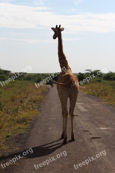 Giraffe Road Africa Savannah Safari