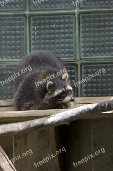 Raccoon Animal Zoo Tallinn Zoo Free Photos