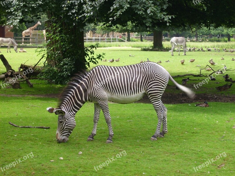 Zebra Animal Striped Black And White Nature