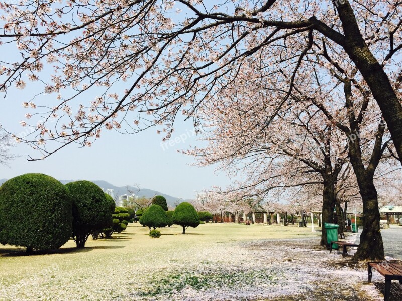 Seoul Gwacheon Horse Horse Racing Park Cherry Blossom