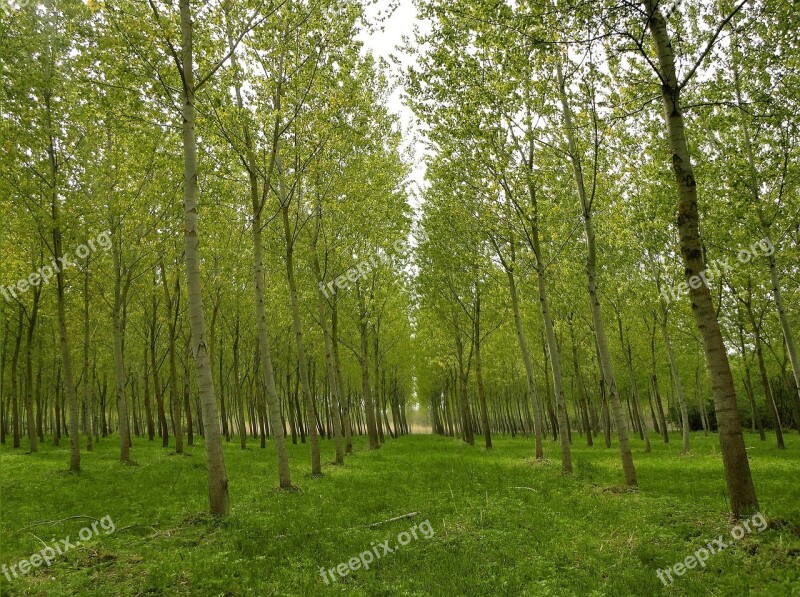 Forest Park Poplars Trees Green