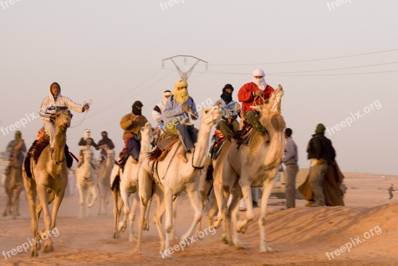 Camel Race Algeria Desert Animal