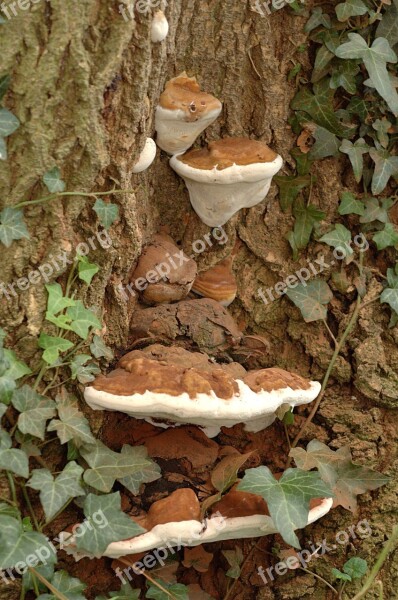 Fungus Bracket Tree Trunk Mushroom