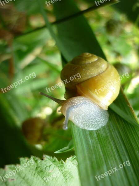 Snail Green Leaf Garden Nature Green