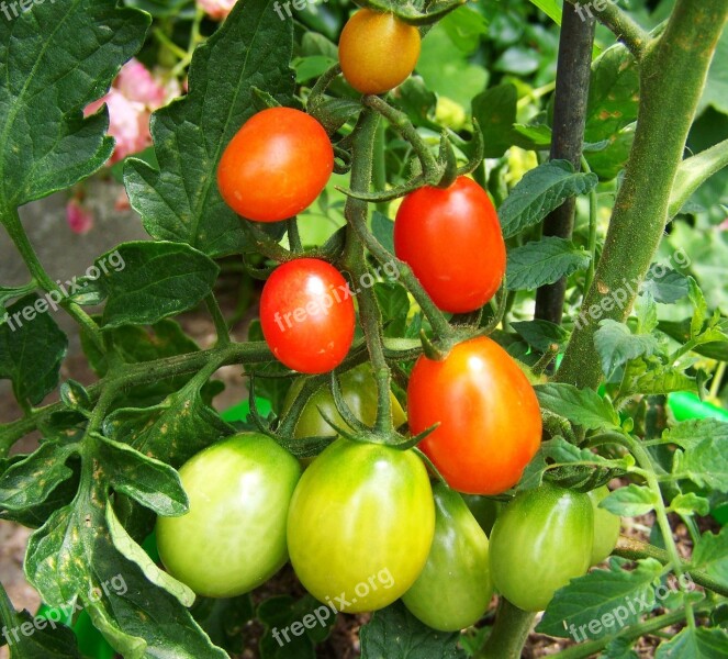 Red-green Tomato Vegetables Food Free Photos