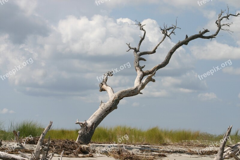 Beach Dead Tree Coast Sea Ocean