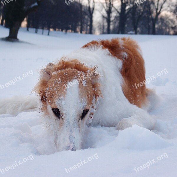 Dog Borzoi Hound Winter Snow