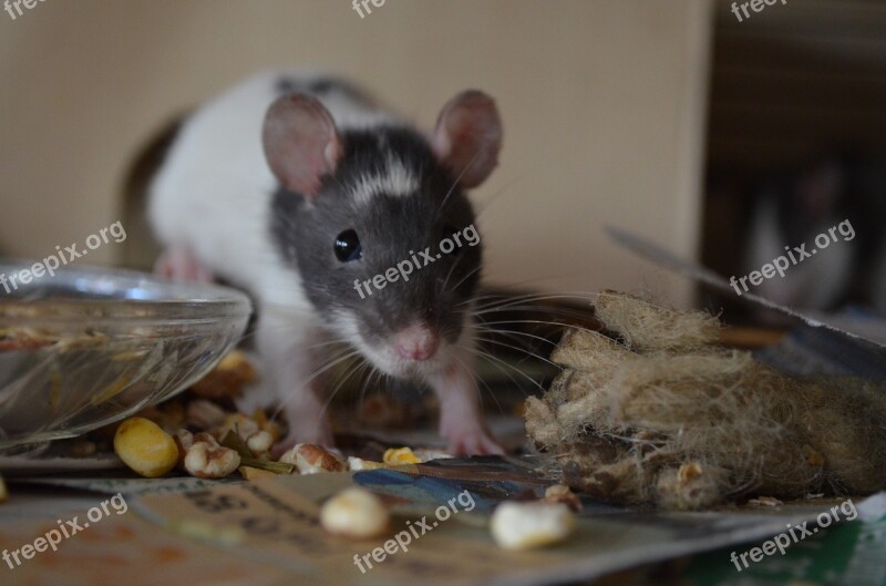 Rat Animal Nager Animal Portrait Pet