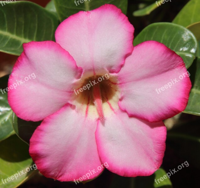 Desert Flower Adenium Flower Violet Eastern