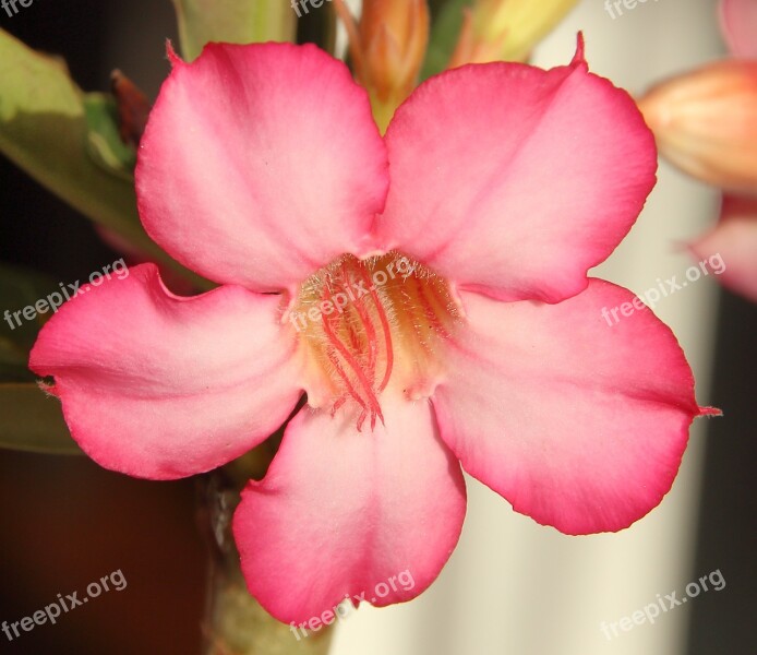 Adenium The Desert Rose Petals White Rosa