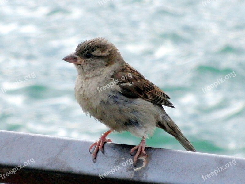 Bird Sparrow Sperling Animal Feather