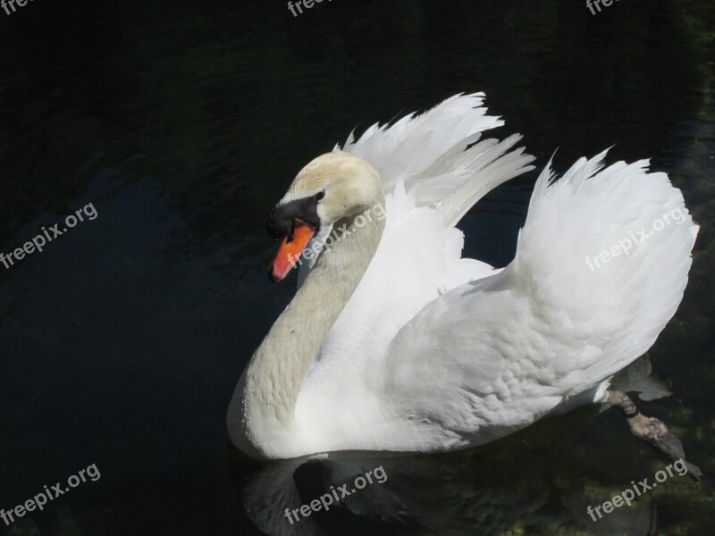 Swan Water Basin Fountain Garden