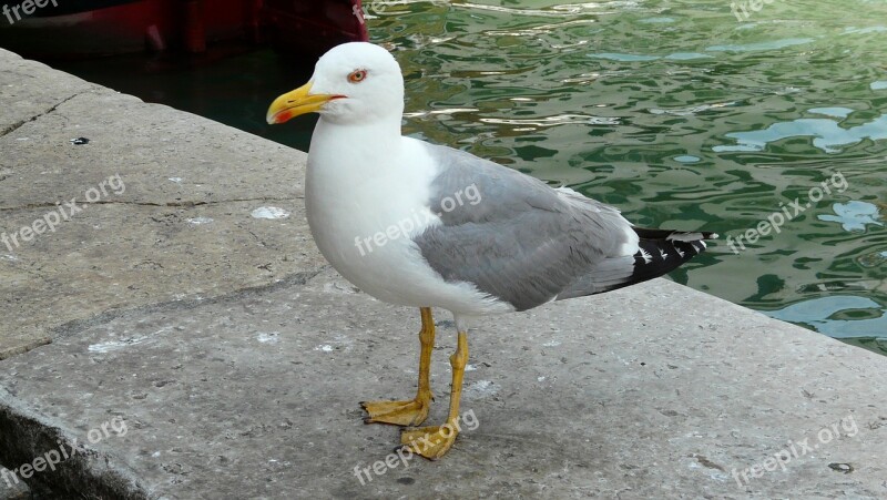 June Summer Italy Seagull Venice