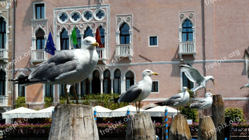 June Summer Italy Seagull Venice