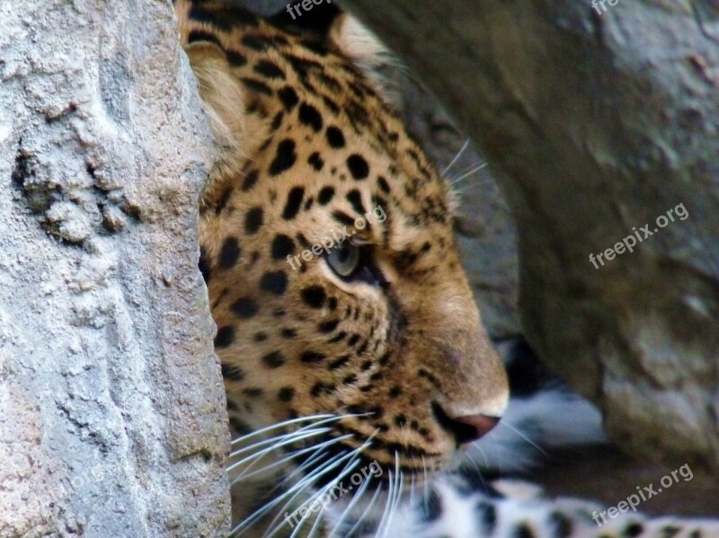 Leopard Zoo Animal Wildlife Nature