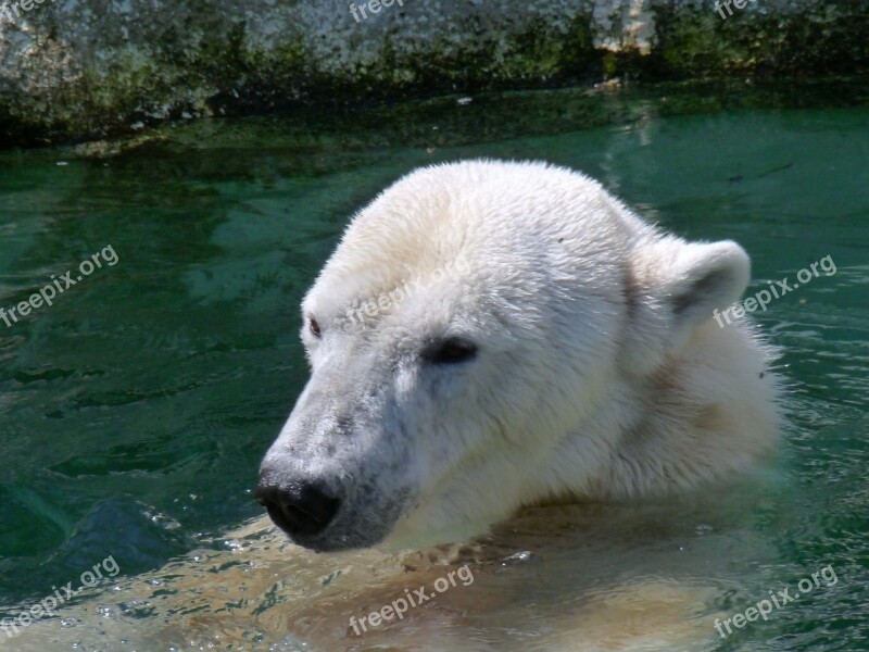 Polar Bear Zoo Animal Bear White