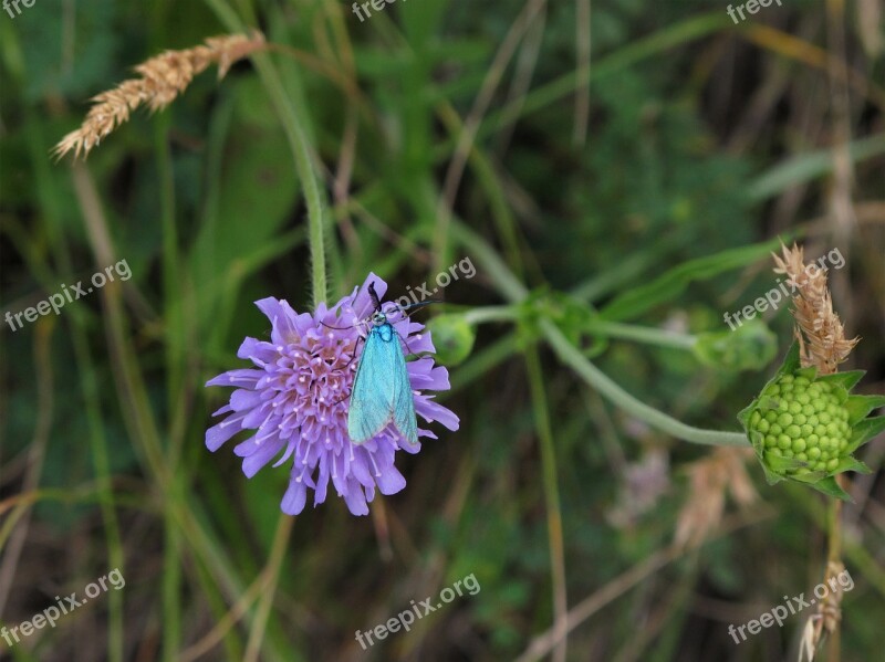 Butterfly Blue Turquoise Forage Flower