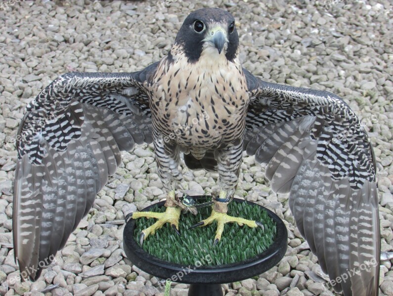 Peregrine Falcon Bird Hawk Raptor