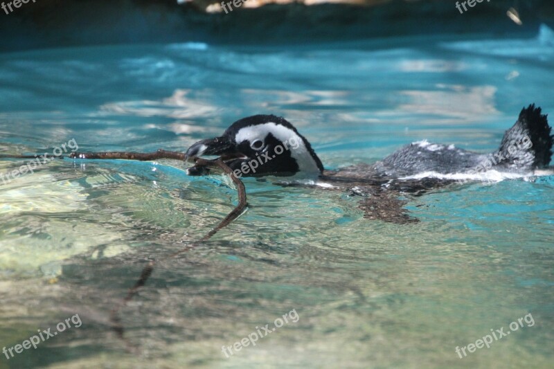 Water Black White Animals Sea