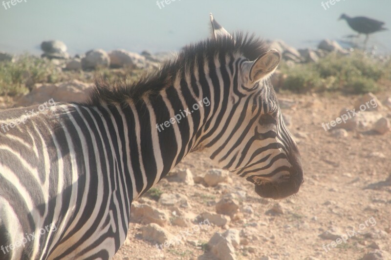 Zebra Zoo Animal Africa Safari