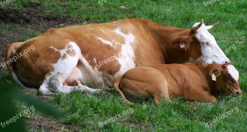 Brown And White Cow Borjával Cattle Motherly Love Free Photos